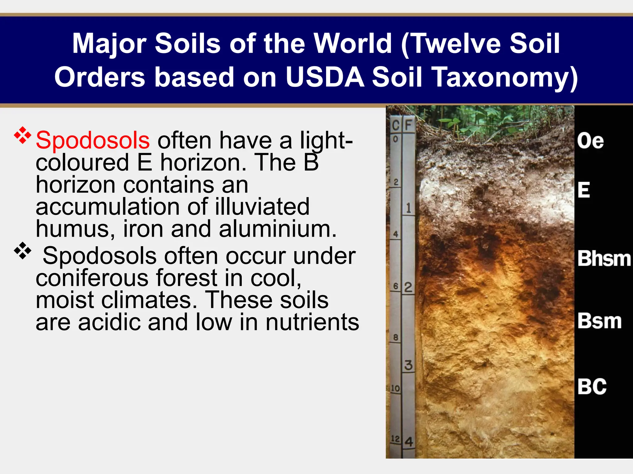 Major Soils of the World (Twelve Soil
Orders based on USDA Soil Taxonomy)
Spodosols often have a light-
coloured E horizon. The B
horizon contains an
accumulation of illuviated
humus, iron and aluminium.
 Spodosols often occur under
coniferous forest in cool,
moist climates. These soils
are acidic and low in nutrients
18
 