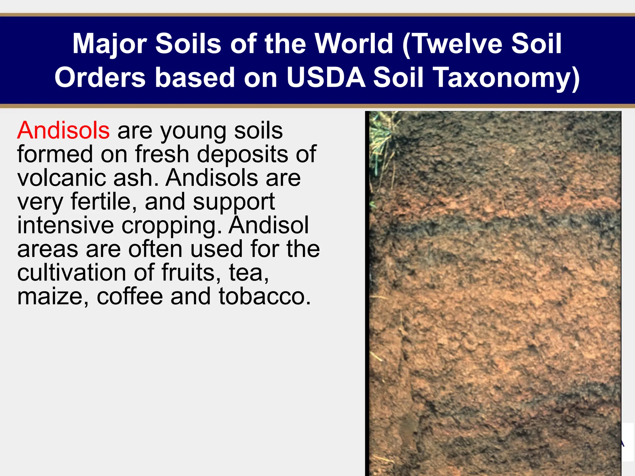 Major Soils of the World (Twelve Soil
Orders based on USDA Soil Taxonomy)
Andisols are young soils
formed on fresh deposits of
volcanic ash. Andisols are
very fertile, and support
intensive cropping. Andisol
areas are often used for the
cultivation of fruits, tea,
maize, coffee and tobacco.
21
 