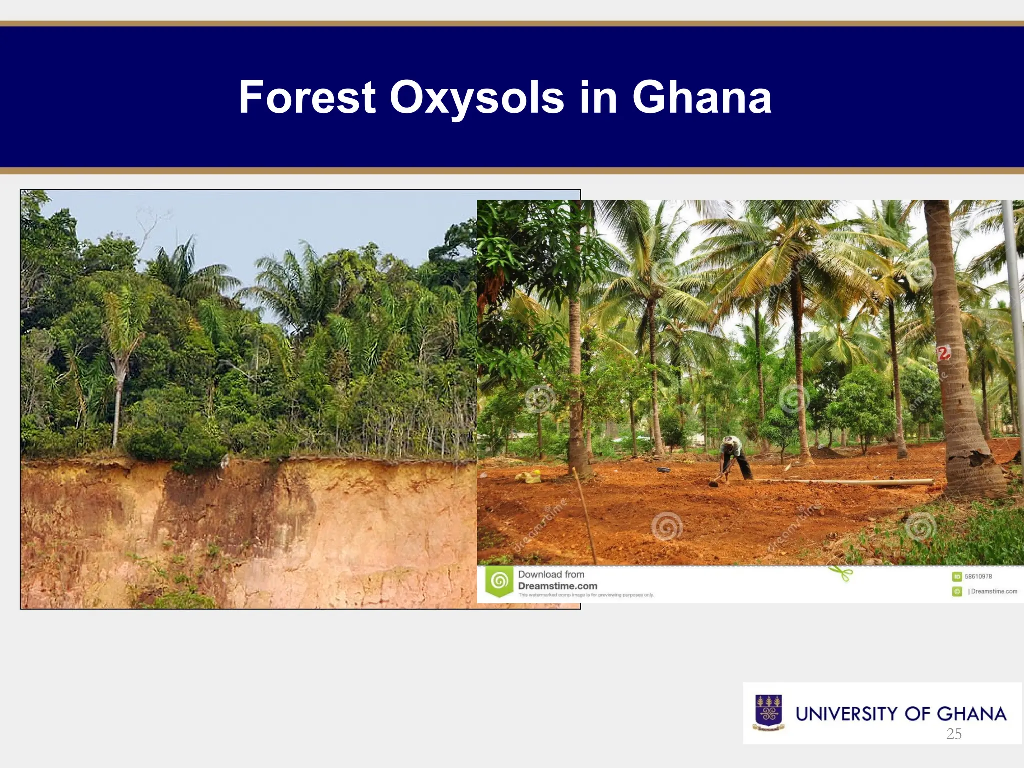 Forest Oxysols in Ghana
25
 