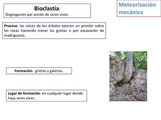 Meteorización
                  Bioclastia:
Disgregación por acción de seres vivos.                       mecánica

Proceso: las raíces de los árboles ejercen un presión sobre
las rocas haciendo crecer las grietas o por excavación de
madrigueras.




      Formación: grietas y galerías.




  Lugar de formación: en cualquier lugar donde
  haya seres vivos.
 