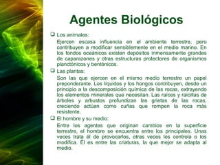 Agentes Biológicos
 Los animales:
 Ejercen escasa influencia en el ambiente terrestre, pero
contribuyen a modificar sensiblemente en el medio marino. En
los fondos oceánicos existen depósitos inmensamente grandes
de caparazones y otras estructuras protectores de organismos
planctónicos y bentónicos.
 Las plantas:
 Son las que ejercen en el mismo medio terrestre un papel
preponderante. Los líquidos y los hongos contribuyen, desde un
principio a la descomposición química de las rocas, extrayendo
los elementos minerales que necesitan. Las raíces y raicillas de
árboles y arbustos profundizan las grietas de las rocas,
creciendo actúan como cuñas que rompen la roca más
resistente.
 El hombre y su medio:
 Entre los agentes que originan cambios en la superficie
terrestre, el hombre se encuentra entre los principales. Unas
veces trata él de provocarlos, otras veces los controla o los
modifica. Él es entre las criaturas, la que mejor se adapta al
medio.
 