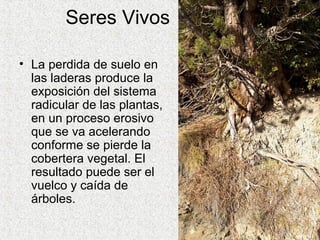 Seres Vivos

• La perdida de suelo en
  las laderas produce la
  exposición del sistema
  radicular de las plantas,
  en un proceso erosivo
  que se va acelerando
  conforme se pierde la
  cobertera vegetal. El
  resultado puede ser el
  vuelco y caída de
  árboles.
 
