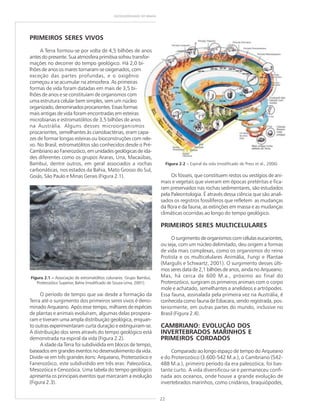 22
GEODIVERSIDADE DO BRASIL
PRIMEIROS SERES VIVOS
A Terra formou-se por volta de 4,5 bilhões de anos
antes do presente. Sua atmosfera primitiva sofreu transfor-
mações no decorrer do tempo geológico. Há 2,0 bi-
lhões de anos os mares tornaram-se oxigenados, com
exceção das partes profundas, e o oxigênio
começou a se acumular na atmosfera. As primeiras
formas de vida foram datadas em mais de 3,5 bi-
lhões de anos e se constituíam de organismos com
uma estrutura celular bem simples, sem um núcleo
organizado,denominadosprocariontes.Essasformas
mais antigas de vida foram encontradas em esteiras
microbianas e estromatólitos de 3,5 bilhões de anos
na Austrália. Alguns desses microorganismos
procariontes, semelhantes às cianobactérias, eram capa-
zes de formar longas esteiras ou bioconstruções com rele-
vo. No Brasil, estromatólitos são conhecidos desde o Pré-
Cambriano ao Fanerozóico, em unidades geológicas de ida-
des diferentes como os grupos Araras, Una, Macaúbas,
Bambuí, dentre outros, em geral associados a rochas
carbonáticas, nos estados da Bahia, Mato Grosso do Sul,
Goiás, São Paulo e Minas Gerais (Figura 2.1). Os fósseis, que constituem restos ou vestígios de ani-
mais e vegetais que viveram em épocas pretéritas e fica-
ram preservados nas rochas sedimentares, são estudados
pela Paleontologia. É através dessa ciência que são anali-
sados os registros fossilíferos que refletem as mudanças
da flora e da fauna, as extinções em massa e as mudanças
climáticas ocorridas ao longo do tempo geológico.
PRIMEIROS SERES MULTICELULARES
O surgimento de organismos com células eucariontes,
ou seja, com um núcleo delimitado, deu origem a formas
de vida mais complexas, como os organismos do reino
Protista e os multicelulares Animália, Fungi e Plantae
(Margulis e Schwartz, 2001). O surgimento desses últi-
mos seres data de 2,1 bilhões de anos, ainda no Arqueano.
Mas, há cerca de 600 M.a., próximo ao final do
Proterozóico, surgiram os primeiros animais com o corpo
mole e achatado, semelhantes a anelídeos e artrópodes.
Essa fauna, assinalada pela primeira vez na Austrália, é
conhecida como fauna de Ediacara, sendo registrada, pos-
teriormente, em outras partes do mundo, inclusive no
Brasil (Figura 2.4).
CAMBRIANO: EVOLUÇÃO DOS
INVERTEBRADOS MARINHOS E
PRIMEIROS CORDADOS
Comparado ao longo espaço de tempo do Arqueano
e do Proterozóico (3.600-542 M.a.), o Cambriano (542-
488 M.a.), primeiro período da era paleozóica, foi bas-
tante curto. A vida diversificou-se e permaneceu confi-
nada aos oceanos, onde houve a grande evolução de
invertebrados marinhos, como cnidários, braquiópodes,
Figura 2.1 ––––– Associação de estromatólitos colunares. Grupo Bambuí,
Proterozóico Superior, Bahia (modificado de Souza-Lima, 2001).
O período de tempo que vai desde a formação da
Terra até o surgimento dos primeiros seres vivos é deno-
minado Arqueano. Após esse tempo, milhares de espécies
de plantas e animais evoluíram, algumas delas prospera-
ram e tiveram uma ampla distribuição geológica, enquan-
to outras experimentaram curta duração e extinguiram-se.
A distribuição dos seres através do tempo geológico está
demonstrada na espiral da vida (Figura 2.2).
A idade da Terra foi subdividida em blocos de tempo,
baseados em grandes eventos no desenvolvimento da vida.
Divide-se em três grandes éons: Arqueano, Proterozóico e
Fanerozóico, este subdividido em três eras: Paleozóica,
Mesozóica e Cenozóica. Uma tabela do tempo geológico
apresenta os principais eventos que marcaram a evolução
(Figura 2.3).
Figura 2.2 ––––– Espiral da vida (modificado de Press et al., 2006).
 