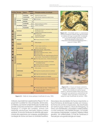 23
EVOLUÇÃO DA VIDA
Marise Sardenberg Salgado de Carvalho, Norma Maria da Costa Cruz
Figura 2.3 ––––– Tabela do tempo geológico (modificado de Long, 1995).
moluscos, equinodermas e graptozoários (Figura 2.5). Um
grupo bem-sucedido foi o dos artrópodes; dentre estes,
os trilobitas, que tiveram ampla distribuição mundial. Duas
grandes conquistas aconteceram: o desenvolvimento de
carapaças e a origem dos cordados, animais com
notocorda, estrutura que, mais tarde, originou a coluna
vertebral. O início do Cambriano foi definido pelo apare-
cimento dos organismos com carapaças, possibilitando a
correlação de rochas com base no conteúdo fossilífero.
Figura 2.4 ––––– Corumbella werneri é o representante
da fauna de Ediacara no Brasil, tendo sido encontrado
em calcários do Grupo Corumbá (MS). Considerado
como um provável predador, apresentou ampla
distribuiçãogeográfica(disponívelem:
<http://www.unb.br/acs/bcopauta/geologia5.htm>;
acesso em: 28 ago. 2007).
Figura 2.5 ––––– A fauna do Burgess apresenta
artrópodes, como trilobitas e crustáceos, e outros
animais não incluídos em nenhum grupo
moderno. Apresenta também Pikaia (vista acima,
à esquerda), que apresenta as características dos
cordados: faixas musculares e notocorda ao
longo do corpo (modificado de Levinton, 1992).
Dessa época são assinaladas três faunas importantes: a
fauna Tomotiana, de distribuição mundial, com minúscu-
las formas de conchas e arqueociatas, não classificadas
em nenhum grupo moderno; a fauna de Chengjiang, na
China, com invertebrados, urocordados e cefalocordados;
e a mais conhecida, a do Folhelho Burgess, no Canadá,
com esponjas, braquiópodes, crustáceos, trilobitas e Pikaia
gracilens, um cefalocordado. O final do Cambriano é
marcado por uma grande extinção em massa.
 