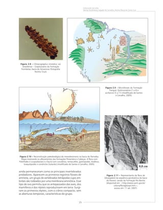 25
EVOLUÇÃO DA VIDA
Marise Sardenberg Salgado de Carvalho, Norma Maria da Costa Cruz
ainda permaneceram como os principais invertebrados
predadores. Aparecem os primeiros registros fósseis de
amniota, um grupo de vertebrados tetrápodas cujos em-
briões são rodeados por uma membrana amniótica. Esse
tipo de ovo permitiu que os antepassados das aves, dos
mamíferos e dos répteis reproduzissem em terra. Surgi-
ram os primeiros répteis, com o crânio compacto, sem
as aberturas temporais, características do grupo.
Figura 2.10 ––––– Reconstituição paleobiológica do mesodevoniano na bacia do Parnaíba.
Mapa mostrando os afloramentos das formações Pimenteira e Cabeças. A flora com
Psilofitales e Licopodiáceas e a fauna com conulários, tentaculites, gastrópodes, biválvios,
braquiópodes e condrictes (tubarão) (modificado de Santos e Carvalho, 2005).
Figura 2.11 ––––– Representante da flora de
Glossopteris da seqüência gonduânica da bacia
do Paraná: carvão da Formação Rio Bonito
(disponível em: <http://www.cprm.gov.br/
coluna/floraglosspt.htm>;
acesso em: 11 set. 2007).
Figura 2.8 ––––– Climacograptus innotatus var.
brasiliensis – Graptozoário da Formação
Trombetas, bacia do Amazonas (fotografia:
Norma Cruz).
Figura 2.9 ––––– Microfósseis da Formação
Tianguá. Quitinozoários (1 a 4) e
acritarcos (5 a 11) (modificado de Santos
e Carvalho, 2005).
 