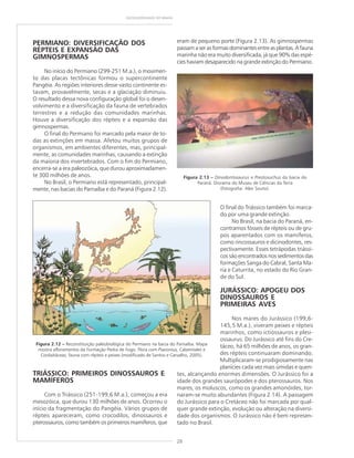 26
GEODIVERSIDADE DO BRASIL
PERMIANO: DIVERSIFICAÇÃO DOS
RÉPTEIS E EXPANSÃO DAS
GIMNOSPERMAS
No início do Permiano (299-251 M.a.), o movimen-
to das placas tectônicas formou o supercontinente
Pangéia. As regiões interiores desse vasto continente es-
tavam, provavelmente, secas e a glaciação diminuiu.
O resultado dessa nova configuração global foi o desen-
volvimento e a diversificação da fauna de vertebrados
terrestres e a redução das comunidades marinhas.
Houve a diversificação dos répteis e a expansão das
gimnospermas.
O final do Permiano foi marcado pela maior de to-
das as extinções em massa. Afetou muitos grupos de
organismos, em ambientes diferentes, mas, principal-
mente, as comunidades marinhas, causando a extinção
da maioria dos invertebrados. Com o fim do Permiano,
encerra-se a era paleozóica, que durou aproximadamen-
te 300 milhões de anos.
No Brasil, o Permiano está representado, principal-
mente, nas bacias do Parnaíba e do Paraná (Figura 2.12).
TRIÁSSICO: PRIMEIROS DINOSSAUROS E
MAMÍFEROS
Com o Triássico (251-199,6 M.a.), começou a era
mesozóica, que durou 130 milhões de anos. Ocorreu o
início da fragmentação do Pangéia. Vários grupos de
répteis apareceram, como crocodilos, dinossauros e
pterossauros, como também os primeiros mamíferos, que
eram de pequeno porte (Figura 2.13). As gimnospermas
passamaserasformasdominantesentreasplantas.Afauna
marinha não era muito diversificada, já que 90% das espé-
cies haviam desaparecido na grande extinção do Permiano.
Figura 2.12 ––––– Reconstituição paleobiológica do Permiano na bacia do Parnaíba. Mapa
mostra afloramentos da Formação Pedra de Fogo. Flora com Psaronius, Calamitales e
Cordaitáceas; fauna com répteis e peixes (modificado de Santos e Carvalho, 2005).
Figura 2.13 ––––– Dinodontosaurus e Prestosuchus da bacia do
Paraná. Diorama do Museu de Ciências da Terra
(fotografia: Alex Souto).
O final do Triássico também foi marca-
do por uma grande extinção.
No Brasil, na bacia do Paraná, en-
contramos fósseis de répteis ou de gru-
pos aparentados com os mamíferos,
como rincossauros e dicinodontes, res-
pectivamente. Esses tetrápodas triássi-
cos são encontrados nos sedimentosdas
formações Sanga do Cabral, Santa Ma-
ria e Caturrita, no estado do Rio Gran-
de do Sul.
JURÁSSICO: APOGEU DOS
DINOSSAUROS E
PRIMEIRAS AVES
Nos mares do Jurássico (199,6-
145,5 M.a.), viveram peixes e répteis
marinhos, como ictiossauros e plesi-
ossaurus. Do Jurássico até fins do Cre-
táceo, há 65 milhões de anos, os gran-
des répteis continuaram dominando.
Multiplicaram-se prodigiosamente nas
planícies cada vez mais úmidas e quen-
tes, alcançando enormes dimensões. O Jurássico foi a
idade dos grandes saurópodes e dos pterossauros. Nos
mares, os moluscos, como os grandes amonóides, tor-
naram-se muito abundantes (Figura 2.14). A passagem
do Jurássico para o Cretáceo não foi marcada por qual-
quer grande extinção, evolução ou alteração na diversi-
dade dos organismos. O Jurássico não é bem represen-
tado no Brasil.
 