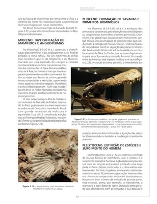 29
EVOLUÇÃO DA VIDA
Marise Sardenberg Salgado de Carvalho, Norma Maria da Costa Cruz
Figura 2.22 – Biocalcirrudito com abundante conteúdo
fossilífero (TÁVORA et al., 2002).
são da fauna de mamíferos por terra entre a Ásia e a
América do Norte foi responsável pelo surgimento de
diversas linhagens nos novos continentes.
No Brasil, temos o exemplo da bacia de Taubaté (Fi-
gura 2.21), cujos sedimentos foram depositados no Neo-
Oligoceno/Eomioceno.
MIOCENO: DIVERSIFICAÇÃO DE
MAMÍFEROS E ANGIOSPERMAS
No Mioceno (23-5,30 M.a.), continuou a diversifi-
cação dos mamíferos e das angiospermas e, no final do
período, o clima esfriou. Foi um momento de climas
mais favoráveis que os do Oligoceno e do Plioceno,
marcado por uma expansão dos campos e cerrados
correlacionada a um clima mais árido no inte-
rior dos continentes. A Placa Africana-Arábica
uniu-se à Ásia, fechando o mar que havia se-
parado previamente esses dois continentes. As-
sim, as respectivas faunas se uniram, gerando
novas competições e extinções, aparecendo
novas espécies animais e vegetais. Mamíferos
e aves se desenvolveram. Além das mudan-
ças em terra, os recém-formados ecossistemas
marinhos levaram ao desenvolvimento de no-
vos organismos.
O sítio paleontológico Ilha de Fortaleza,
no município de São João de Pirabas, no esta-
do do Pará, guarda uma das mais expressivas
ocorrências do Cenozóico marinho do Brasil,
com grande variedade de moluscos e
equinóides. Esse sítio é considerado a seção-
tipo da Formação Pirabas (Mioceno), marcan-
do o limite sul da província paleobiogeográfica
caribeana (Figura 2.22).
PLIOCENO: FORMAÇÃO DE SAVANAS E
PRIMEIROS HOMINIDEOS
No Plioceno (5,33-1,80 M.a.), a evolução dos
primatas se caracterizou pela evolução dos símios bípedes
ou dos primeiros hominídeos (homens primitivos). Ocor-
reram eras glaciais que causaram um resfriamento glo-
bal. Houve uma acumulação de gelo nos pólos que con-
duziriam à extinção de muitas espécies. O clima mudou
de tropical para mais frio. A junção das placas tectônicas
das Américas do Norte e do Sul foi causada por um des-
locamento da Placa do Caribe, que se moveu ligeiramen-
te para leste, formando o istmo do Panamá. A conexão
entre as Américas teve impacto na flora e na fauna (Figu-
ra 2.23). A criação do istmo permitiu o intercâmbio das
Figura 2.23 ––––– Purussaurus brasiliensis, um jacaré gigantesco que viveu no
Plioceno (Formação Solimões) no Brasil (Acre) e na Venezuela. Estima-se que podia
atingir 20 metros de comprimento (disponível em: <http://cienciahoje.uol.com.br/
controlPanel/materia/view/4242>; acesso em: 18 set. 2007).
espécies entre os dois continentes e a junção das placas
tectônicas conduziu também a mudanças no ambiente
marinho.
PLEISTOCENO: EXTINÇÃO DE ESPÉCIES E
SURGIMENTO DO HOMEM
No Pleistoceno (1,8-0,01 M.a.), ocorreu a extinção
de muitas formas de mamíferos, aves e plantas e o
surgimento da espécie humana. A glaciação avançou cada
vez mais em direção ao Equador, esfriando uma terça
parte da Terra. Depois, retrocedeu e o clima voltou a ser
temperado. No final, as geleiras avançaram e retrocede-
ram várias vezes. Ocorreram as glaciações mais recentes
e o clima e as temperaturas mudaram drasticamente.
Houve um bom número de animais de grande porte,
hoje extintos, como, por exemplo, o mastodonte, o
mamute e o tigre-dente-de-sabre. Os fósseis desse perío-
do são abundantes, bem preservados e sua datação é
 