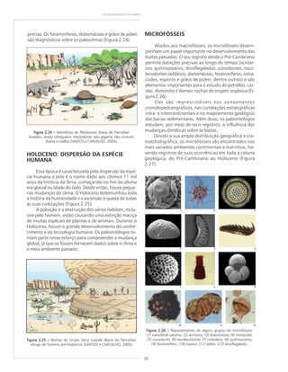 30
GEODIVERSIDADE DO BRASIL
Figura 2.26Figura 2.26Figura 2.26Figura 2.26Figura 2.26 ––––– Representantes de alguns grupos de microfósseis:
(1) nanofóssil calcário; (2) acritarco; (3) diatomácea; (4) ostracode;
(5) conodonte; (6) escolecodonte; (7) radiolário; (8) quitinozoário;
(9) foraminífero; (10) esporo; (11) pólen; (12) dinoflagelado.
precisa. Os foraminíferos, diatomáceas e grãos de pólen
são diagnósticos sobre os paleoclimas (Figura 2.24).
Figura 2.25Figura 2.25Figura 2.25Figura 2.25Figura 2.25 ––––– Rochas do Grupo Serra Grande (Bacia do Parnaíba),
abrigo de homens pré-históricos (SANTOS e CARVALHO, 2005).
Figura 2.24 –Figura 2.24 –Figura 2.24 –Figura 2.24 –Figura 2.24 – Mamíferos do Pleistoceno (bacia do Parnaíba):
toxodon, veado catingueiro, mastodonte, tatu gigante, tatu comum,
lhama e coelho (SANTOS e CARVALHO, 2005).
MICROFÓSSEIS
Aliados aos macrofósseis, os microfósseis desem-
penham um papel importante no desenvolvimento das
biotas passadas. O seu registro desde o Pré-Cambriano
permite datações precisas ao longo do tempo (acritar-
cos, quitinozoários, dinoflagelados, conodontes, esco-
lecodontes radilários, diatomáceas, foraminíferos, ostra-
codes, esporos e grãos de polen, dentre outros) e são
elementos importantes para o estudo de petróleo, car-
vão, diatomito e demais rochas de origem orgânica (Fi-
gura 2.26).
Eles são imprescindíveis nos zoneamentos
cronobioestratigráficos, nas correlações estratigráficas
intra- e intercontinentais e no mapeamento geológico
das bacias sedimentares. Além disso, os paleontólogos
estudam, por meio de seus registros, a influência das
mudanças climáticas sobre as biotas.
Devido a sua ampla distribuição geográfica e cro-
noestratigráfica, os microfósseis são encontrados nos
mais variados ambientes continentais e marinhos, ha-
vendo registros de suas ocorrências em toda a coluna
geológica, do Pré-Cambriano ao Holoceno (Figura
2.27).
HOLOCENO: DISPERSÃO DA ESPÉCIE
HUMANA
Essa época é caracterizada pela dispersão da espé-
cie humana e este é o nome dado aos últimos 11 mil
anos da história da Terra, começando no fim da última
era glacial ou Idade do Gelo. Desde então, houve peque-
nas mudanças do clima. O Holoceno testemunhou toda
a história da humanidade e a ascensão e queda de todas
as suas civilizações (Figura 2.25).
A poluição e a destruição dos vários habitats, inclu-
sive pelo homem, estão causando uma extinção maciça
de muitas espécies de plantas e de animais. Durante o
Holoceno, houve o grande desenvolvimento do conhe-
cimento e da tecnologia humana. Os paleontólogos to-
mam parte nesse esforço para compreender a mudança
global, já que os fósseis fornecem dados sobre o clima e
o meio ambiente passado.
 