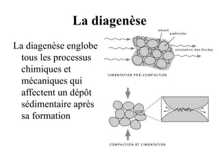 La diagenèse
La diagenèse englobe
tous les processus
chimiques et
mécaniques qui
affectent un dépôt
sédimentaire après
sa formation
 