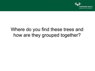 Where do you find these trees and
 how are they grouped together?
 