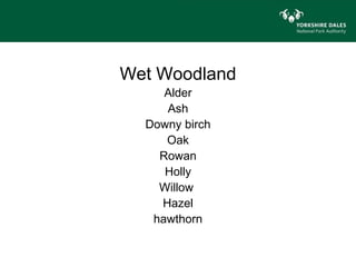 Wet Woodland
     Alder
     Ash
  Downy birch
     Oak
    Rowan
     Holly
    Willow
    Hazel
   hawthorn
 