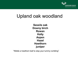 Upland oak woodland
                     Sessile oak
                     Downy birch
                       Rowan
                        Holly
                        Aspen
                        Hazel
                      Hawthorn
                       juniper
“Nibble a hawthorn leaf to stop your tummy rumbling”
 