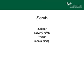 Scrub

   Juniper
Downy birch
   Rowan
(scots pine)
 