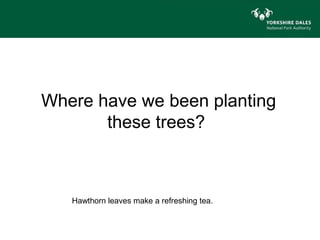 Where have we been planting
       these trees?



   Hawthorn leaves make a refreshing tea.
 