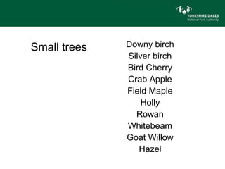 Small trees   Downy birch
              Silver birch
              Bird Cherry
              Crab Apple
              Field Maple
                  Holly
                Rowan
              Whitebeam
              Goat Willow
                 Hazel
 