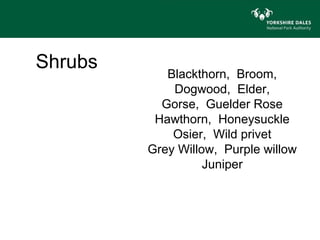 Shrubs
            Blackthorn, Broom,
             Dogwood, Elder,
           Gorse, Guelder Rose
          Hawthorn, Honeysuckle
             Osier, Wild privet
         Grey Willow, Purple willow
                   Juniper
 