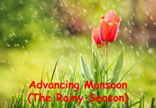 Advancing Monsoon
(The Rainy Season)
 