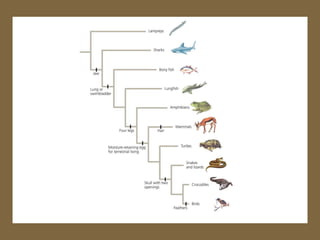 GEOG1000 Chapter 3 Evolution, Biodiversity and Population Ecology.pdf