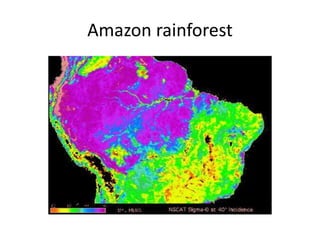 Amazon rainforest