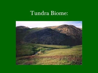 Tundra Biome:
 
