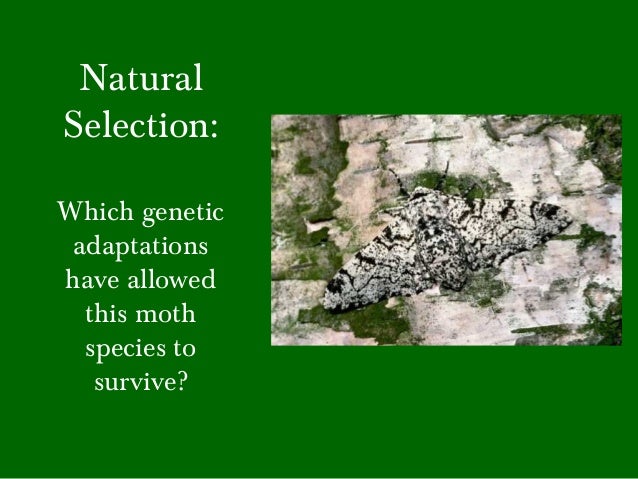 Can Natural Selection Lead To New Species Can Natural Selection Lead To New Species