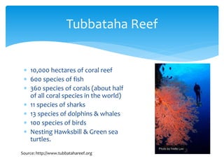 Tubbataha Reef 
 10,000 hectares of coral reef 
 600 species of fish 
 360 species of corals (about half 
of all coral ...