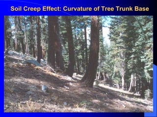 Soil Creep Effect: Curvature of Tree Trunk
 