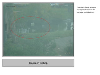 Geese in Bishop
For a stop in Bishop, we parked
near a park with a stream that
had geese and Mallards in it.
 