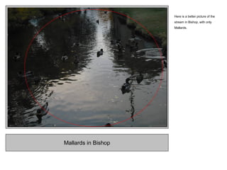 Mallards in Bishop
Here is a better picture of the
stream in Bishop, with only
Mallards.
 