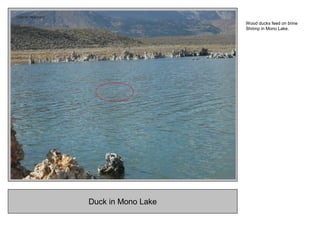 Duck in Mono Lake
Wood ducks feed on brine
Shrimp in Mono Lake.
 