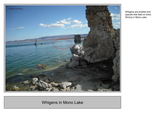 Whigens in Mono Lake
Whigens are another bird
species that feed on brine
Shrimp in Mono Lake.
 