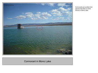 Cormorant in Mono Lake
Cormorants are another bird
species that feed on brine
Shrimp in Mono Lake.
 