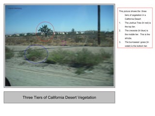Three Tiers of California Desert Vegetation
This picture shows the three
tiers of vegetation in a
California Desert
1. The Joshua Tree (In red) is
the top tier.
2. The creosote (In blue) is
the middle tier. This is the
shrubs.
3. The burroweed grass (In
violet) is the bottom tier.
 