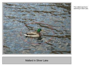 Mallard in Silver Lake
This mallard was found
swimming in Silver Lake.
 
