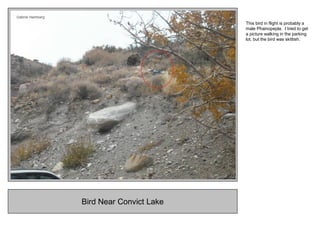 Bird Near Convict Lake
This bird in flight is probably a
male Phainopepla. I tried to get
a picture walking in the parking
lot, but the bird was skittish.
 