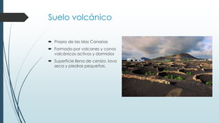 Suelo volcánico 
 Propio de las Islas Canarias 
 Formado por volcanes y conos 
volcánicos activos y dormidos 
 Superficie llena de ceniza, lava 
seca y piedras pequeñas. 
 