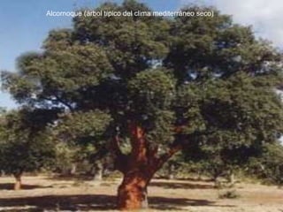 Alcornoque (árbol típico del clima mediterráneo seco)
 