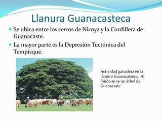 Llanura Guanacasteca
 Se ubica entre los cerros de Nicoya y la Cordillera de
  Guanacaste.
 La mayor parte es la Depresión Tectónica del
  Tempisque.


                                      Actividad ganadera en la
                                      llanura Guanacasteca. Al
                                      fondo se ve un árbol de
                                      Guanacaste
 