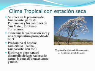 Clima Tropical con estación seca
 Se ubica en la provincia de
  Guanacaste, parte de
  Puntarenas y los cantones de
  San Mateo, Orotina y
  Turrubares.
 Tiene una larga estación seca y
  una temperatura promedio de
  26 °C
 Predomina el bosque
  caducifolio (caoba,
  Guanacaste, ron ron)              Vegetación típica de Guanacaste,
 El clima es apto para el             al frente un árbol de roble.
  desarrollo de la ganadería de
  carne, la caña de azúcar, arroz
  y maíz.
 