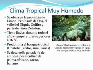 Clima Tropical Muy Húmedo
 Se ubica en la provincia de
  Limón, Península de Osa, el
  valle del Diquis, Golfito y
  parte de Pérez Zeledón.
 Tiene lluvias durante todo el
  año y temperaturas superiores
  a 26 °C.
 Predomina el bosque tropical        «Sombrilla de pobre» en el Braulio
  (Cristóbal, cedro, surá, lianas)   Carrillo parte de la vegetación típica
                                       del bosque tropical muy húmedo
 Se desarrolla ganadería de
  ambos tipos y cultivo de
  palma africana, cacao,
  banano.
 
