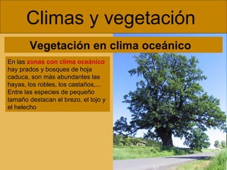 Climas y vegetación  En las  zonas con clima oceánico   hay prados y bosques de hoja caduca, son más abundantes las hayas, los robles, los castaños,... Entre las especies de pequeño tamaño destacan el brezo, el tojo y el helecho Vegetación en clima oceánico  