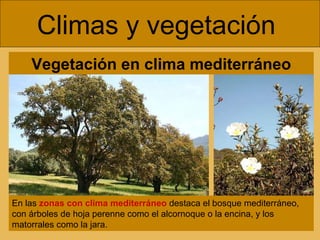 Climas y vegetación  En las  zonas con clima mediterráneo   destaca el bosque mediterráneo, con árboles de hoja perenne como el alcornoque o la encina, y los matorrales como la jara. Vegetación en clima mediterráneo 