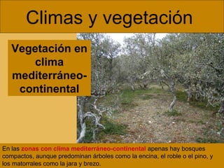 Climas y vegetación  En las  zonas con clima mediterráneo-continental   apenas hay bosques compactos, aunque predominan árboles como la encina, el roble o el pino, y los matorrales como la jara y brezo. Vegetación en clima mediterráneo-continental 