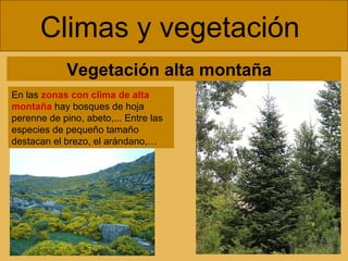 Climas y vegetación  En las  zonas con clima de alta montaña  hay bosques de hoja perenne de pino, abeto,... Entre las especies de pequeño tamaño destacan el brezo, el arándano,… Vegetación alta montaña  