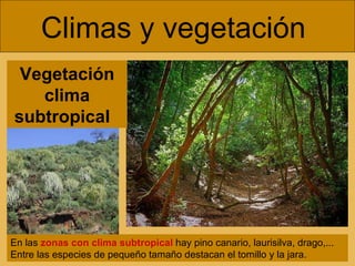 Climas y vegetación  En las  zonas con clima subtropical  hay pino canario, laurisilva, drago,... Entre las especies de pequeño tamaño destacan el tomillo y la jara. Vegetación clima subtropical  