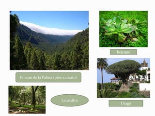 bejequePinares de la Palma (pino canario)LaurisilvaDrago