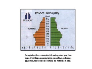 Esta pirámide es característica de países que han experimentado una reducción en algunos brazos (guerras, reducción de la tasa de natalidad, etc.) 