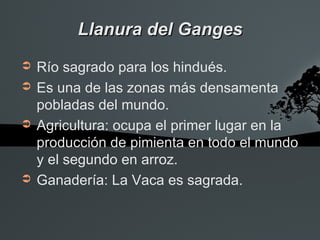 Llanura del Ganges
➲   Río sagrado para los hindués.
➲   Es una de las zonas más densamenta
    pobladas del mundo.
➲   Agricultura: ocupa el primer lugar en la
    producción de pimienta en todo el mundo
    y el segundo en arroz.
➲   Ganadería: La Vaca es sagrada.
 