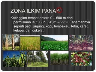 ZONA ILKIM PANAS
Ketinggian tempat antara 0 – 600 m dari
permukaan laut. Suhu 26,3° – 22°C. Tanamannya
seperti padi, jagung, kopi, tembakau, tebu, karet,
kelapa, dan cokelat.
 
