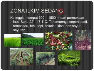 ZONA ILKIM SEDANG
Ketinggian tempat 600 – 1500 m dari permukaan
laut. Suhu 22° -17,1°C. Tanamannya seperti padi,
tembakau, teh, kopi, cokelat, kina, dan sayur-
sayuran.
 